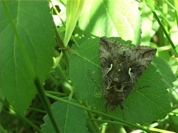 Gammaeule ( Autographa gamma ) : Moers, am Waldrand, 21.05.2006